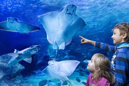 Enfants au SEA LIFE Berlin