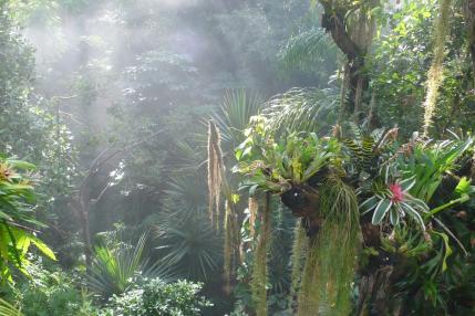 La jungle dans la biosphère de Potsdam