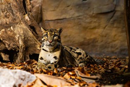 Nebelparder im Regenwaldhaus Tierpark Berlin