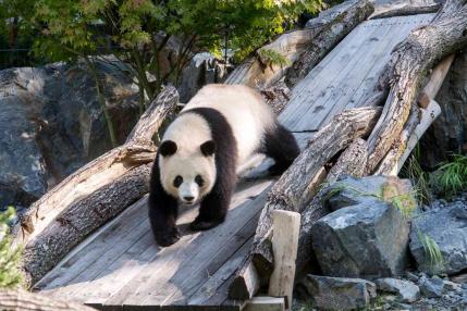 Panda Meng Meng ZooBerlin