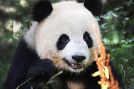 Pandabär im Berliner Zoo