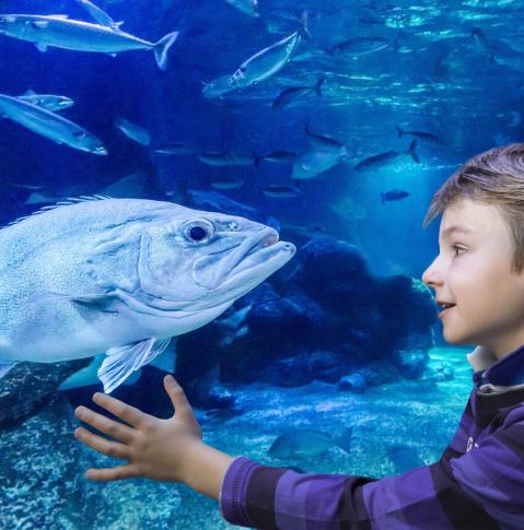 Junge beobachtet Fisch im SEA LIFE Berlin