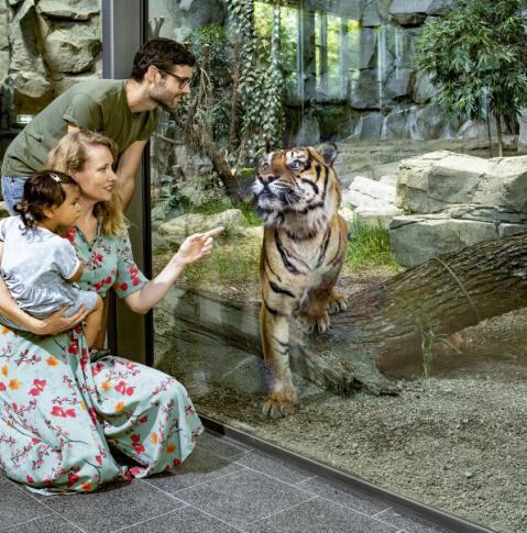 Sumatra-Tiger im Regenwaldhaus Tierpark Berlin