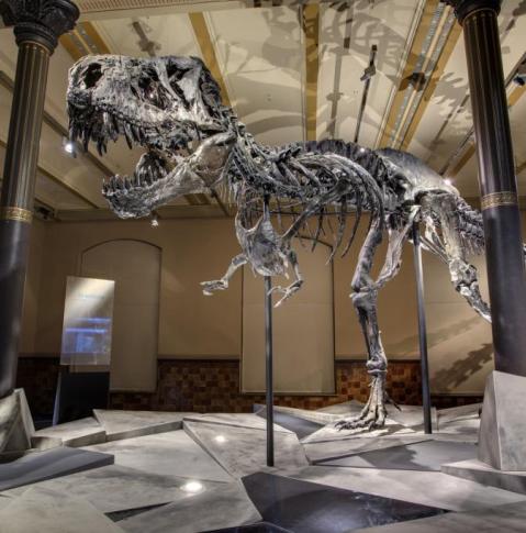 Museum für Naturkunde T-Rex Tristan