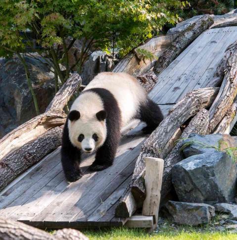 Panda Meng Meng ZooBerlin