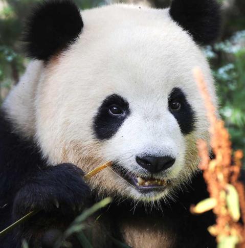 Pandabär im Berliner Zoo