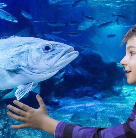 Sea Life - Fisch zum anfassen nah Sea Life - Fisch zum anfassen nah