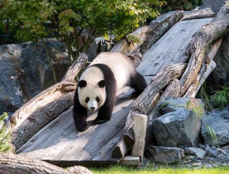 Panda Meng Meng ZooBerlin