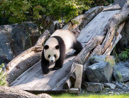 Panda Meng Meng ZooBerlin Panda Meng Meng ZooBerlin