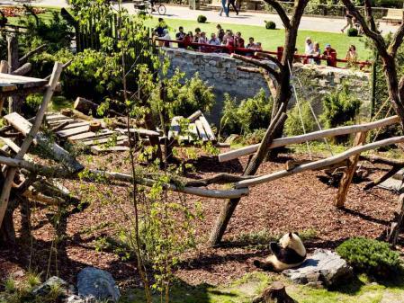 PandaGarden_ZooBerlin_Außengehege PandaGarden_ZooBerlin_Außengehege