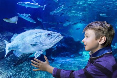 Un garçon observe un poisson au SEA LIFE Berlin