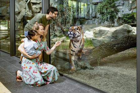 Sumatra-Tiger im Regenwaldhaus Tierpark Berlin